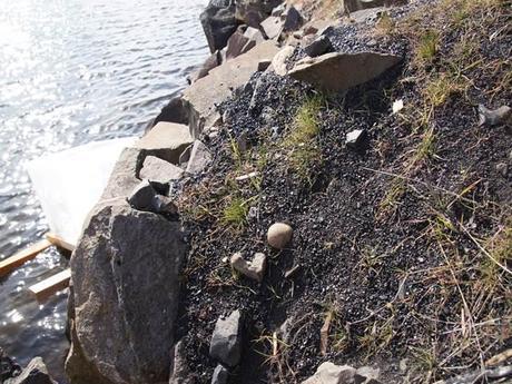 Coal found near tracks along the Columbia River.  Photo Credit: Columbia Riverkeeper