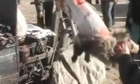 Skinned alive to make fake Uggs: Horrific footage reveals slow, sickening deaths of raccoon dogs