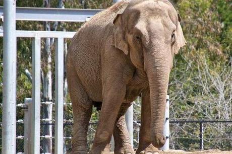 Elephant age estimated from voice: A powerful conservation tool?