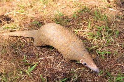 Seizures show scale of pangolin peril