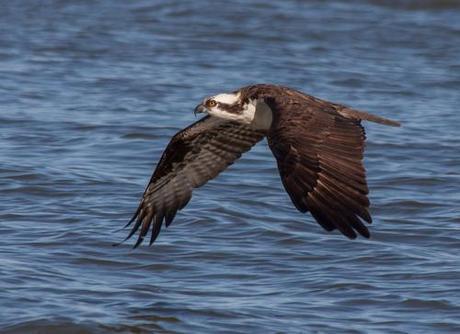 Osprey in flight