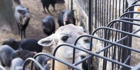 Ukraine:  The People May Have Their Own Wars – But The Animals in Kharkiv Zoo Have Been Left To Starve To Death.   The Crisis Is Not Their Making; Only Humans Do This !