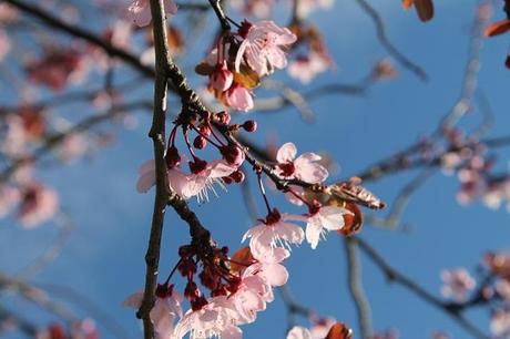 Sunny Spring Sundays