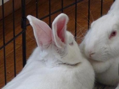 Two Rescued Rabbits Finally Step Outside After Life Spent in Lab Cages