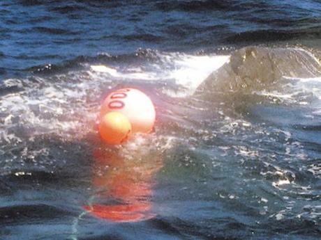 Humpback whale entangled in fishing gear still missing (Hawaii, USA)