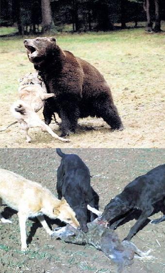 Petition – Ban Penning and Baiting Bloodsports in USA!