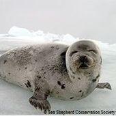 Please stop slamming the heads of seals with wood planks #animals #animalcruelty
