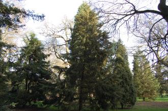 Cupressus torulosa (02/02/2014, Kew Gardens, London)