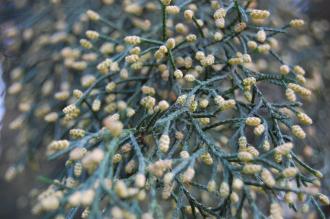 Cupressus torulosa Seed Cones (02/02/2014, Kew Gardens, London)