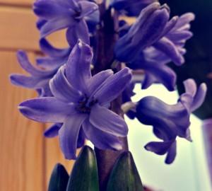 Hyacinth up close