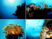 Indonesia’s Great Barrier Reef