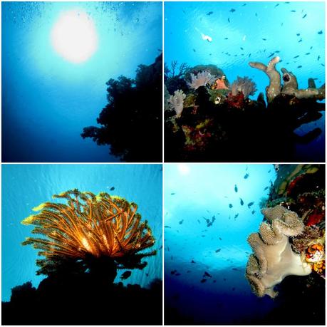 Wakatobi is one of the most famous spots for diving in Indonesia.
