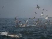 Vanishing Innocents: Fish, Dolphins, Other Creatures Troubled Waters