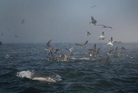 Vanishing Innocents: Fish, Dolphins, and Other Sea Creatures in Troubled Waters