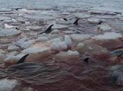 Dolphins Need Some Serious Help Nova Scotia