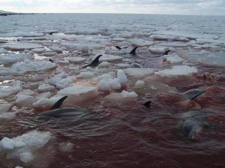Dolphins need some serious help off Nova Scotia