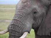 Need Learn From History Permanently Shut Down Ivory Trade
