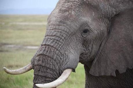 We Need To Learn From History And Permanently Shut Down All Ivory Trade