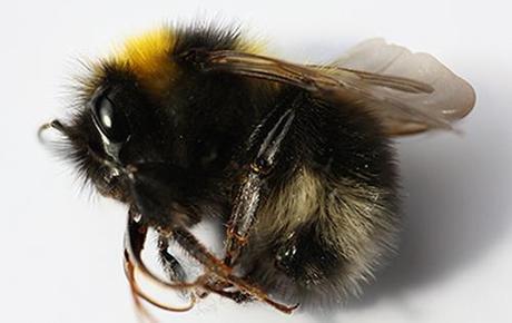 Take Action | Tell EPA to step up and protect bees!