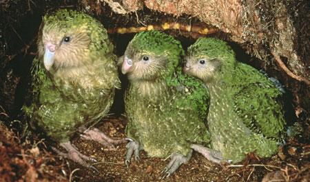 Time is Short for Kakapo Flightless Parrots