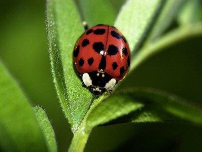 ladybugblog