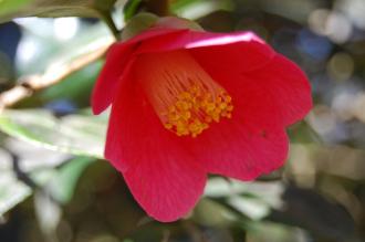 Camellia japonica Flower (16/03/2014, Kew Gardens, London)