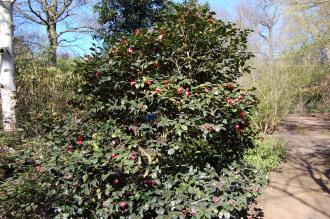 Camellia japonica (16/03/2014, Kew Gardens, London)