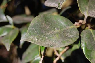 Camellia japonica Leaf (16/03/2014, Kew Gardens, London)