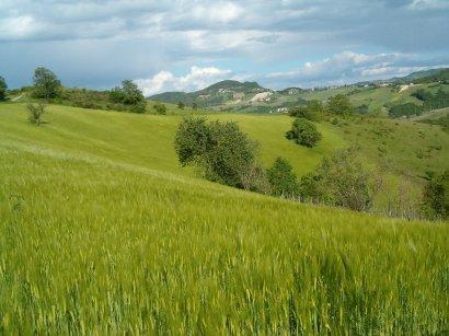 Val d'Arda ( Piacenza), nice place to enjoy the nature and Italian wines