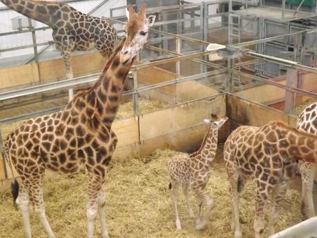 Our Day...At The Zoo!
