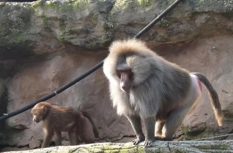 Our Day...At The Zoo!