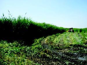 Phragmites management in the U.S.