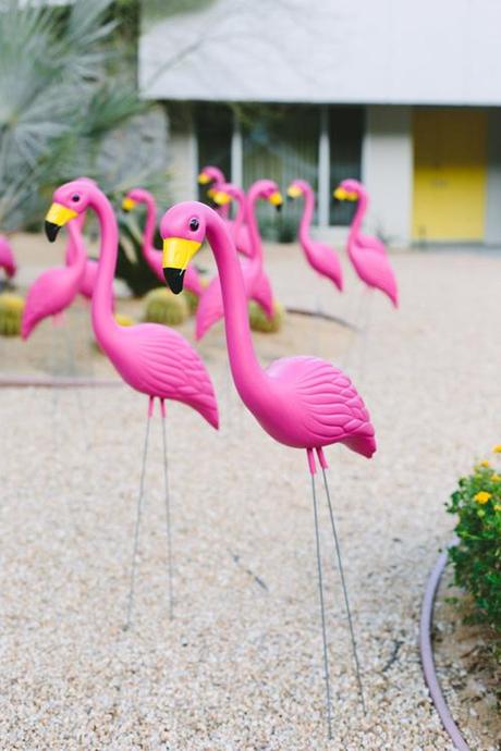 pink flamingos in the lawn