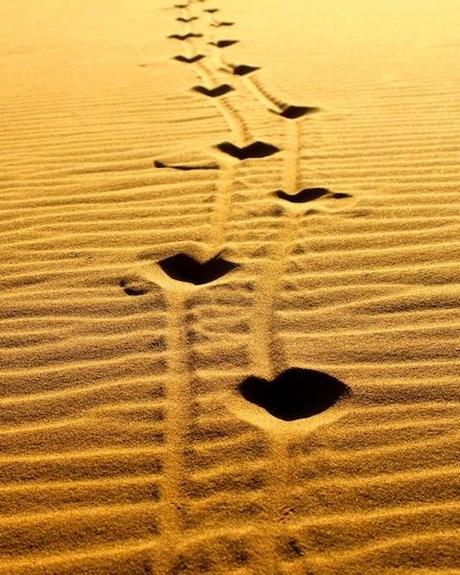 Wild cat tracks across the sand in Naukluft National Park