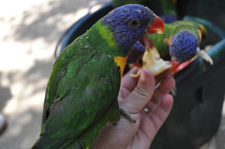 world wild life zoo phoenix