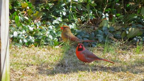 Mr.-and-Mrs.-Cardinal-Build-A-Nest