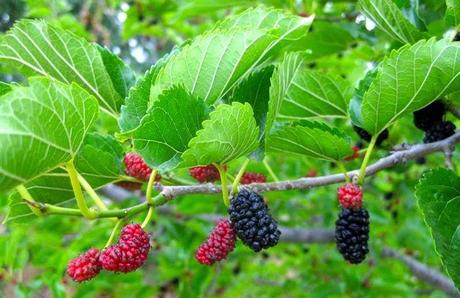 Introducing the new EVERSOFT Organic Mulberry Liquid Facial Cleanser