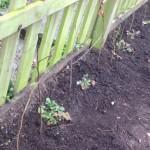 DIG, EXTRACT & PLANT A NATIVE HEDGE –  THE TRANSFORMATION CONTINUES