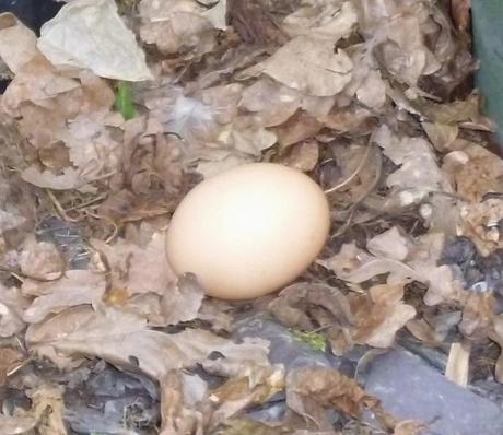 Free Range Egg