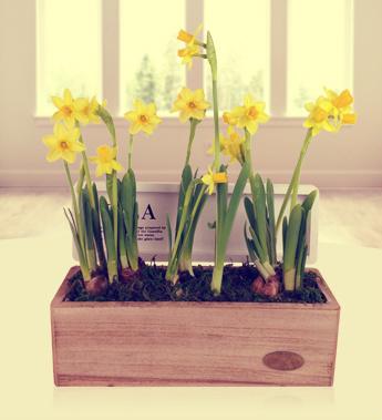 Mother's Day Potted Daffodils