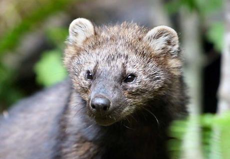 The fisher, an endangered predator threatened by pot-industry rodenticide. Photo: J. Jacobson / WDFW