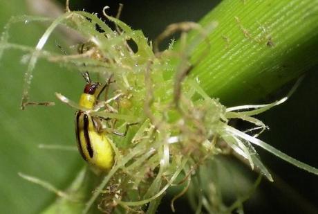 Corn rootworm on the roots of a corn plant. Image: Sarah Zukoff/Flickr