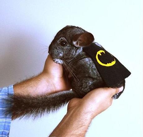 The World’s Top 10 Funniest Animals Dressed as Batman