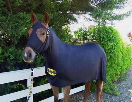 The World’s Top 10 Funniest Animals Dressed as Batman