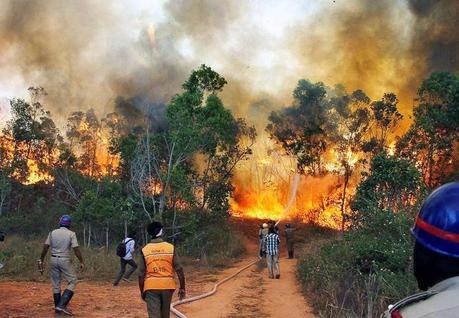 forest fire at holy Thirumala hills....