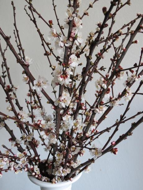 Blooming Cherry Branches