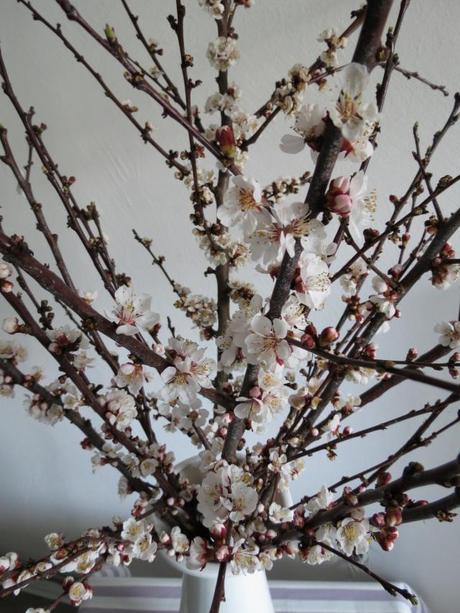 Blooming Cherry Branches