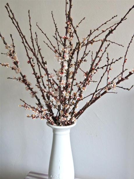 Blooming Cherry Branches