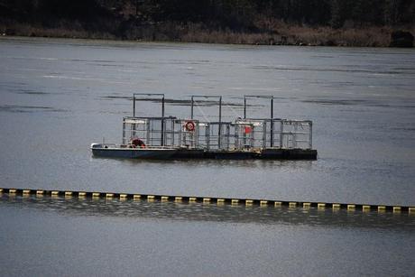 Sea lion traps on the Columbia River at the Bonneville Dam