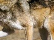 Study Shows What Mexican Gray Wolves Need Survive Defenders Blog